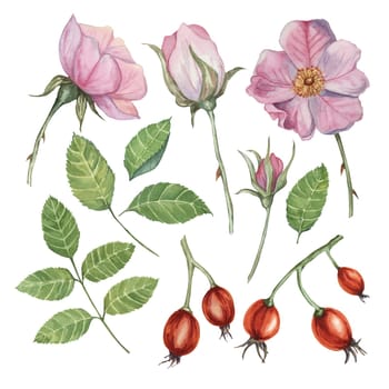 Pink flower, rose hips, buds and leaves of wild rose. Dog rose, rosa canina watercolor floral clipart. Botanical briar illustration for design, printing, beauty, cosmetics, perfume, label, invitations