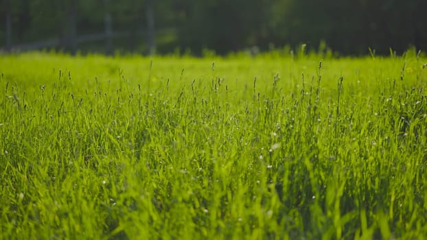 Grass and green meadow in summer. The video is sketched with a slider