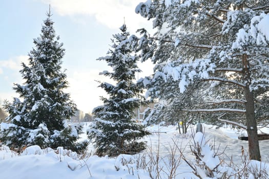 Snow-covered City Park in winter in Moscow, Russia