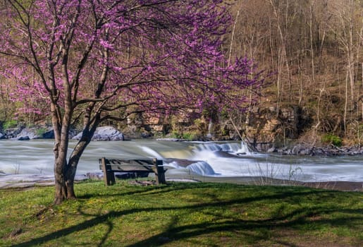 Bench overlook of Valley Falls State Park near Fairmont in West Virginia on a colorful and bright spring day with redbud blossoms on the trees