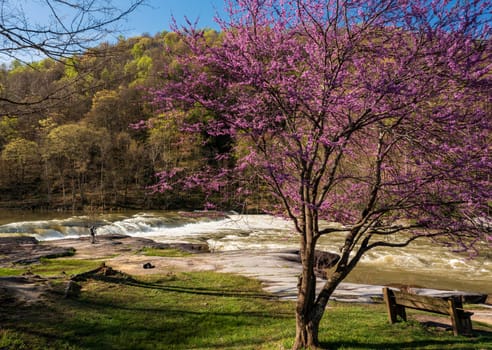 Valley Falls State Park near Fairmont in West Virginia on a colorful and bright spring day with redbud blossoms on the trees