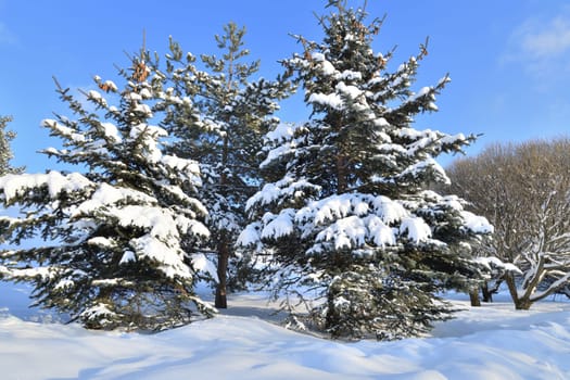 Spruce trees covered with snow in park, Russia