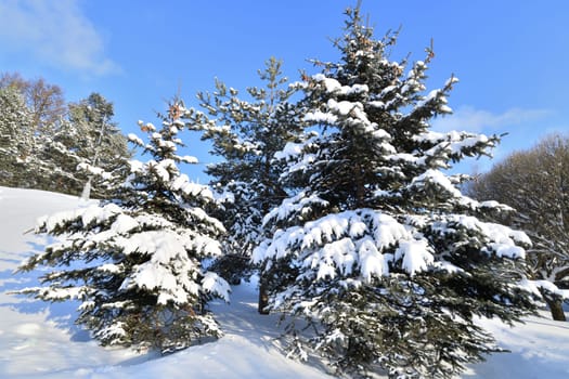 Spruce trees covered with snow in park, Russia