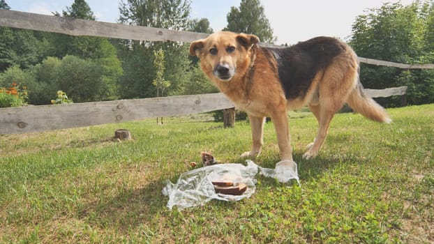 A country sheepdog eats leftovers