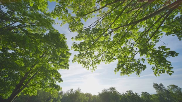 A maple tree in a city park. View in motion