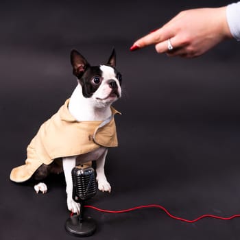 The muzzle of a Boston Terrier dog gives interview into the microphone.