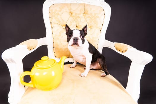 A beautiful little dog of Boston terrier sits on wooden chair next to a teapot and looks away.