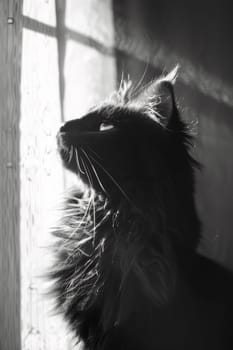 A black and white photo of a cat looking up at the sun