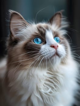 A Felidae carnivore with blue eyes, whiskers, and fluffy fur is gazing up at the camera. This small to mediumsized cat has a cute snout, terrestrial animal behavior