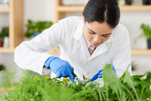Laboratory, science and woman with plants for research, growth experiment and environment study. Healthcare, agriculture and scientist with flowers, leaves and natural sample for medical development.