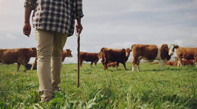 Cows, farmer or man walking on farm agriculture for livestock, sustainability or agro business in countryside. Stick, dairy production or back of person farming cattle herd or animals on grass field.