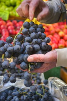 farmer holding fresh grape fruit.