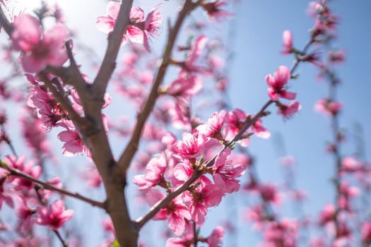 A branch of pink peach flowers with green leaves