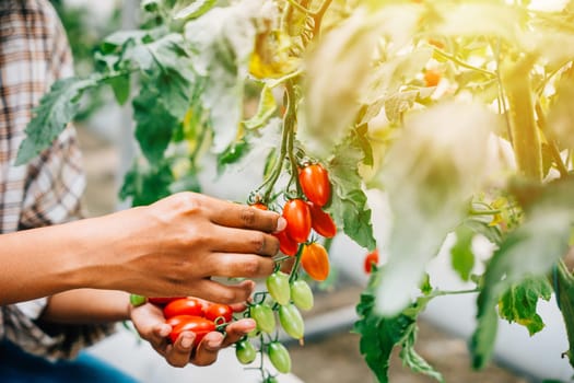 Close-up of farmer's hands in a greenhouse cherishing cherry tomatoes. Quality harvest signifies meticulous growth care. Nature's vivid outdoors portray bountiful freshness.