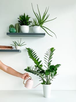 Cropped shot of a male hand watering a home plant in a flower pot with a pink watering can on a white table. Houseplant care. Minimalist interior. High quality photo