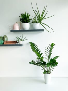 Zamioculcas in a white pot on a white background. Shelves on the wall with plants, a watering can and incense. Stylish and minimalistic interior with plants.