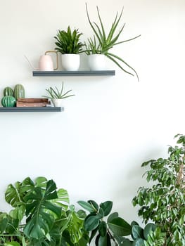 Monstera deliciosa, zamioculcas and ficus on white background. Shelves on the wall with plants, watering can and incense. Stylish and minimalistic urban jungle interior. Empty white wall, copy space