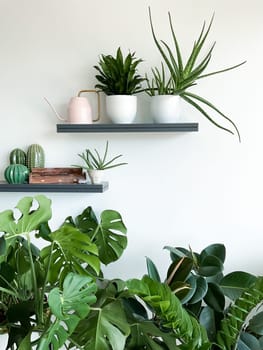 Monstera deliciosa, zamioculcas and ficus on white background. Shelves on the wall with plants, watering can and incense. Stylish and minimalistic urban jungle interior. Empty white wall, copy space