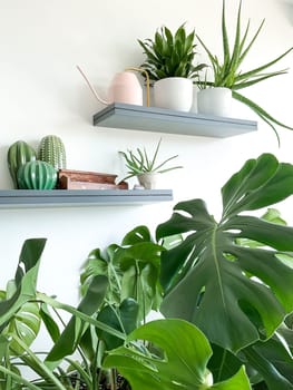 Monstera deliciosa, zamioculcas and ficus on white background. Shelves on the wall with plants, watering can and incense. Stylish and minimalistic urban jungle interior. Empty white wall, copy space