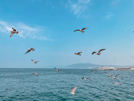 Seagulls fly in the blue sky over the blue sea against the backdrop of mountains. High quality photo