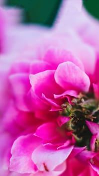 Close up open centre of bright pink rose. Natural beauty. Tenderness lightness joy happiness love.