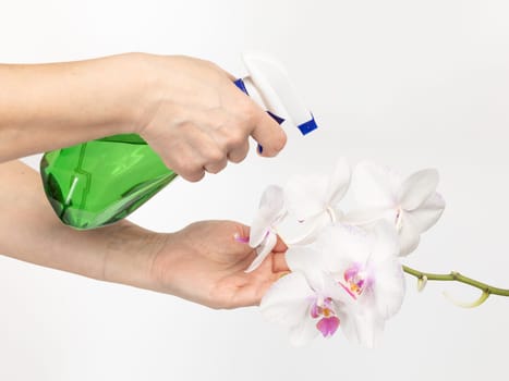 Woman taking care for house plants and spraying phalaenopsis orchid flowers with water from a spray bottle. The concept of home gardening and flower growing.