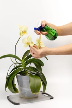 Woman taking care of house plants and spraying yellow phalaenopsis orchid flowers with water from a spray bottle. The concept of house gardening and flower care.