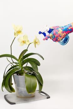 Woman in rubber gloves taking care of house plants and spraying yellow phalaenopsis orchid flowers with water from a spray bottle. The concept of house gardening and flower care.