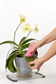 Woman cleaning leaves of yellow phalaenopsis orchid flowers with the white background. The concept of house gardening and flower care.
