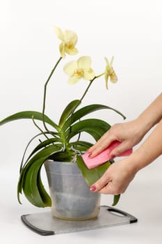 Woman cleaning leaves of yellow phalaenopsis orchid flowers with the white background. The concept of house gardening and flower care.