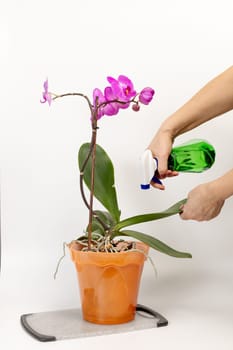 Woman taking care of house plants and spraying violet phalaenopsis orchid flowers with water from a spray bottle. The concept of house gardening and flower care.
