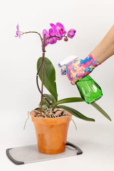 Woman in rubber gloves taking care of house plants and spraying violet phalaenopsis orchid flowers with water from a spray bottle. The concept of house gardening and flower care.