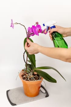 Woman taking care of house plants and spraying violet phalaenopsis orchid flowers with water from a spray bottle. The concept of house gardening and flower care.