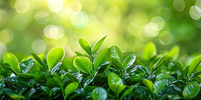 Close up of green tea leaves on blurred greenery background with sunlight.