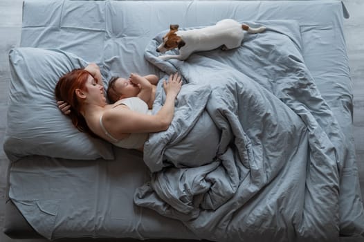 Top view of a red-haired Caucasian woman lying in bed with her baby son and Jack Russell terrier dog