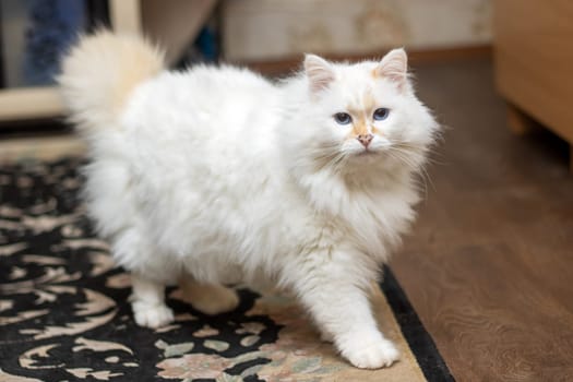 A small to mediumsized Felidae carnivore with fawn fur, whiskers, and a tail is standing on a rug on the floor, a fluffy terrestrial animal