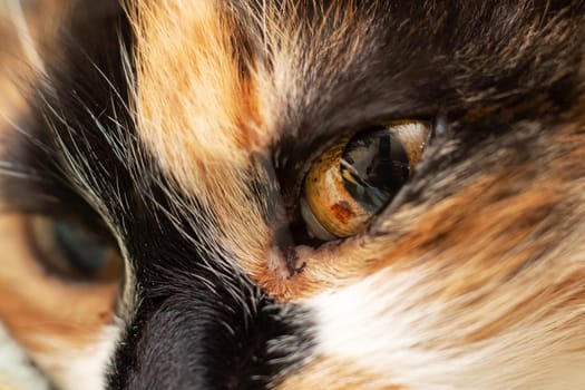 A closeup of a domestic shorthaired calico cats eye, showcasing its unique colors and slit pupil. Calico cats are small to mediumsized carnivores in the Felidae family