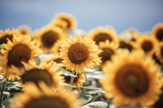 Wonderful panoramic view of field of sunflowers by summertime.