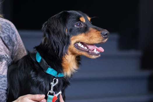 A black and brown Dog, belonging to the Canidae family, is held by a person. The Dog is wearing a blue collar and is likely a Companion dog or a Working animal