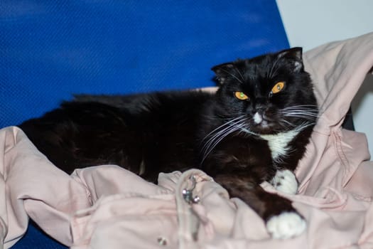 A domestic shorthaired cat with black fur close up, yellow eyes, and a white nose