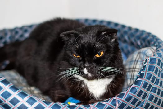 A domestic shorthaired cat with black fur close up, yellow eyes, and a white nose