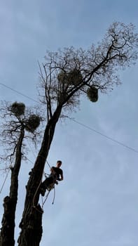 A skilled arborist wearing a safety harness and helmet uses a chainsaw to remove branches from a tall tree in a residential area.