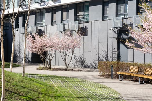A cherry tree in an urban apartment on a fine day . High quality photo