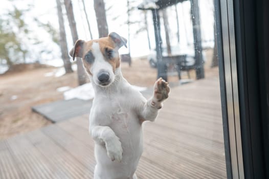 The Jack Russell Terrier dog asks to go to a country house with panoramic windows