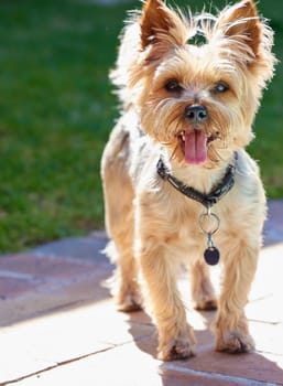 Dog, happy and outdoor with Yorkshire Terrier, backyard and pet with face and calm behaviour. Fur, rescue puppy and animal ready to play in house garden with care and loyal yorkie on brick walkway.