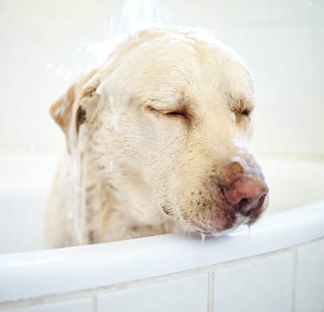 Shower, dog and cleaning in bathroom in home for wellness, hygiene or health of animal. Pet, bathtub and washing labrador retriever in water for grooming hair or care of cute canine in apartment.