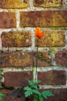 Brick, wall and cement with poppy flower in nature, outside and block with concrete for home build. Masonry, brickwork and weather for outdoor stone architecture, plant or weathered and aged material.