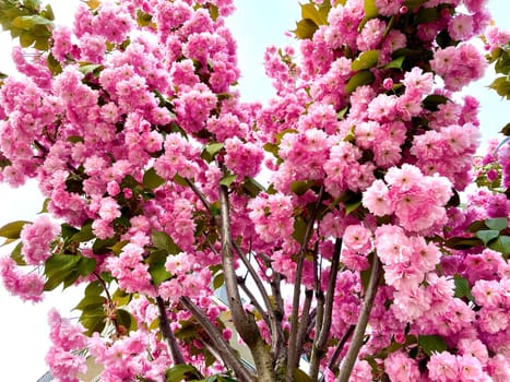 In the spring, a charming sakura bloomed with a lush pink flower. High quality photo