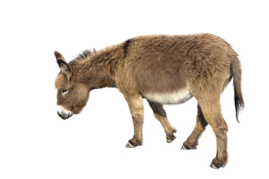 Brown donkey with long ears isolated on white background.
