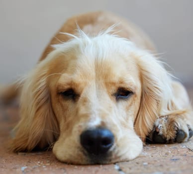 Dog, cocker spaniel and relax or rest outdoor with face on paving, calm and peaceful furry pet. Animal, puppy and fluffy companion for security, support and mental health on backyard floor of home.